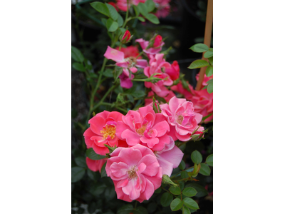 Rosa