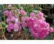 Rosa Super Excelsa