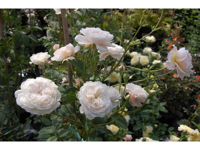 Rosa