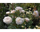 Rosa The Albrighton Rambler