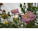 Rosa The Lakeland Rose