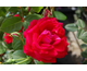 Rosa The Prince's Trust