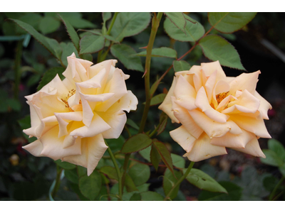 Rosa