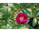 Rosa Violette