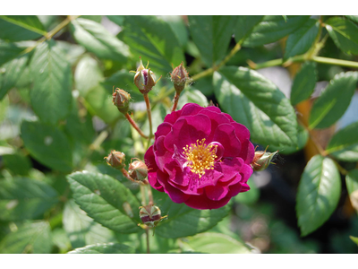 Rosa