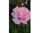 Rosa Centre of Attention