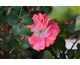 Rosa Coral Drift