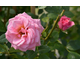 Rosa Delightful