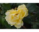 Rosa Lemon Fizz