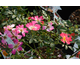 Rosa Pink Drift