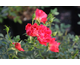 Rosa Red Drift
