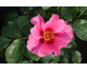 Rosa See You in Pink
