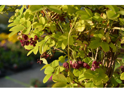 Akebia quinata