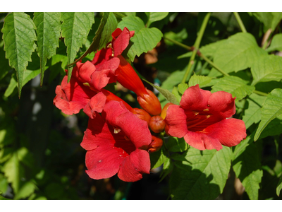 Campsis x tagliabuana