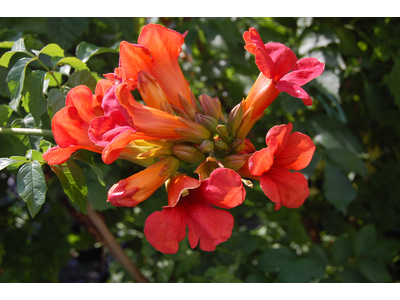 Campsis x tagliabuana