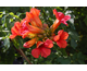 Campsis radicans Summer Jazz ® Fire