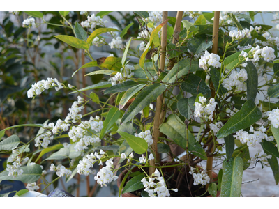 Hardenbergia violacea
