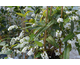 Hardenbergia violacea 