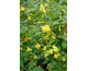 Jasminum humile Revolutum