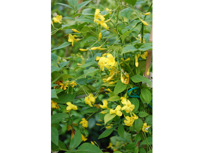 Jasminum humile
