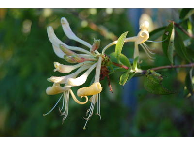 Lonicera caprifolium