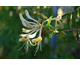 Lonicera caprifolium 
