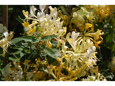 Lonicera periclymenum