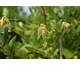Lonicera japonica Halliana