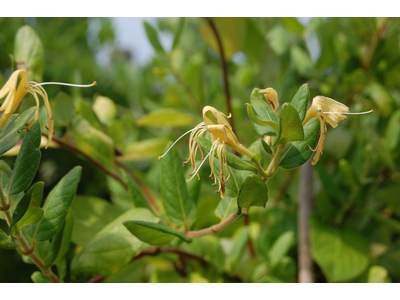 Lonicera japonica