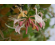 Lonicera periclymenum Belgica Select