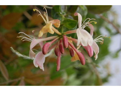 Lonicera periclymenum