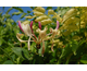 Lonicera periclymenum Serotina