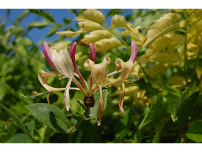 Lonicera periclymenum