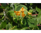 Lonicera x brownii Golden Trumpet