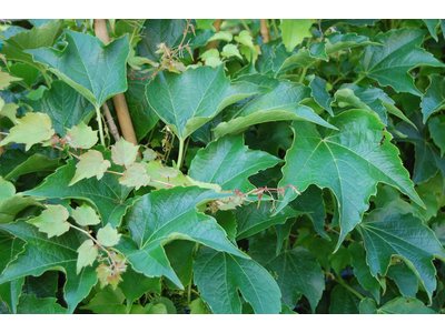 Parthenocissus tricuspidata