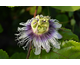 Passiflora edulis None