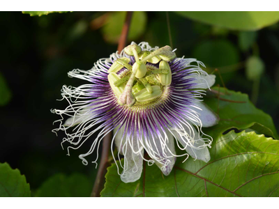 Passiflora edulis