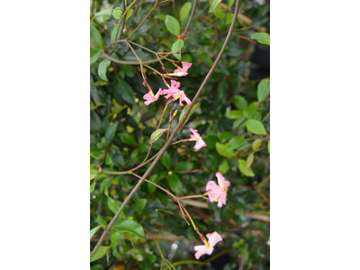 Trachelospermum jasminoides