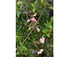 Trachelospermum jasminoides Pink