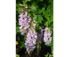 Wisteria brachybotrys