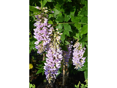 Wisteria brachybotrys