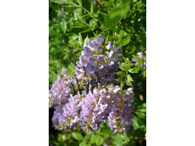 Wisteria frutescens