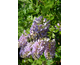 Wisteria frutescens Longwood Purple