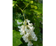 Wisteria macrostachya Clara Mack