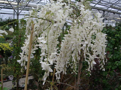 Wisteria sinensis