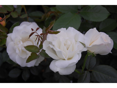 Rosa