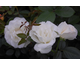 Rosa Grand Nord
