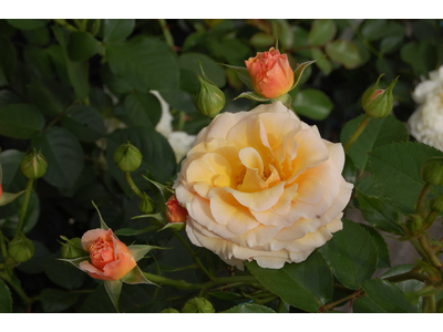 Rosa