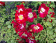 Rosa Red Meidiland