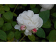 Rosa Redouté